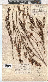 Erica dianthifolia image