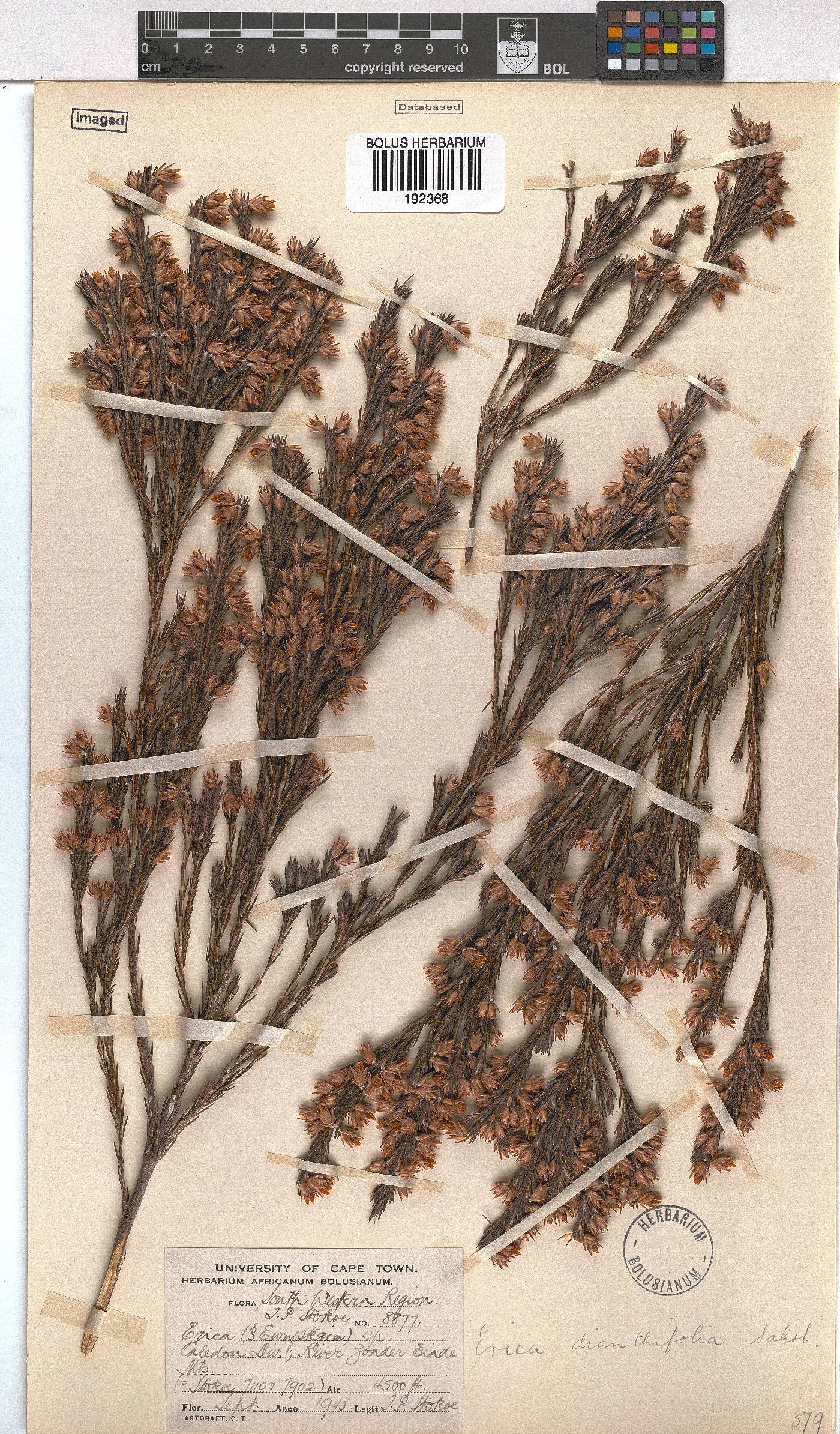 Erica dianthifolia image