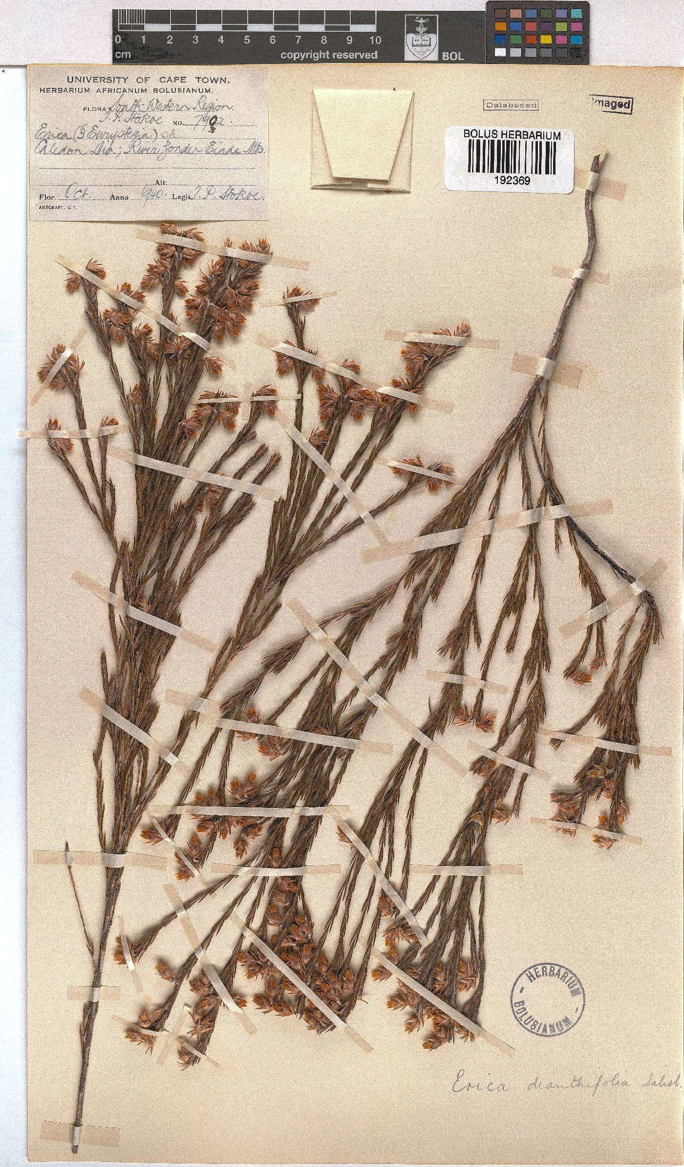 Erica dianthifolia image