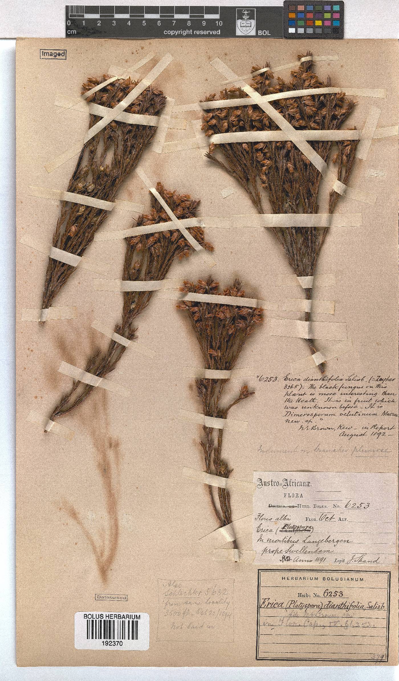 Erica dianthifolia image