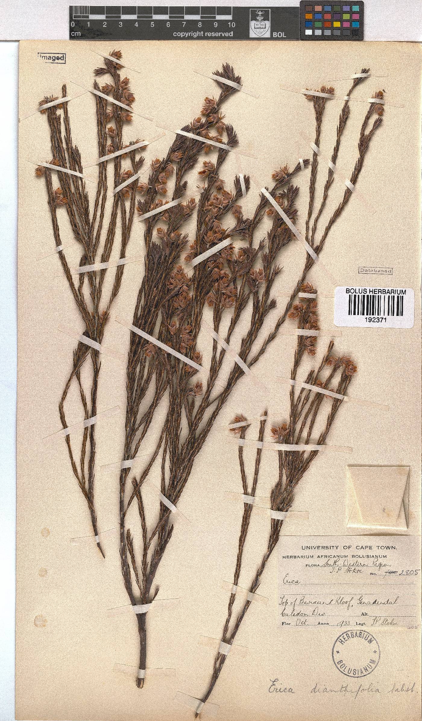 Erica dianthifolia image