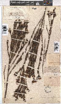 Erica dianthifolia image