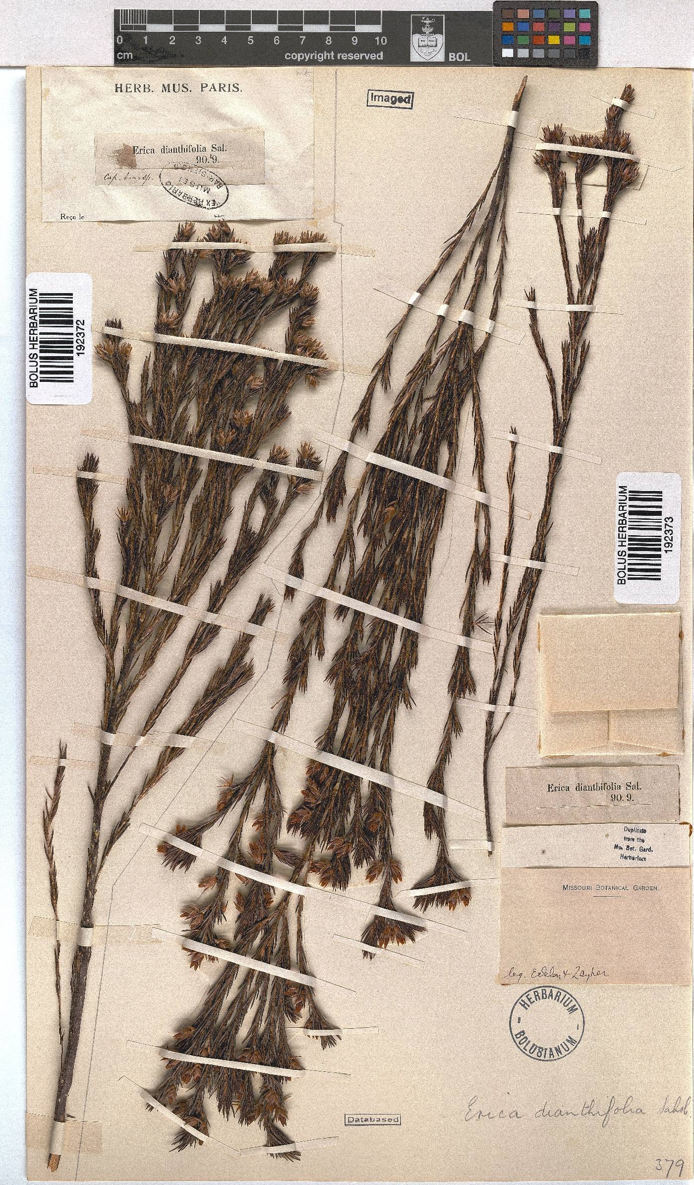 Erica dianthifolia image