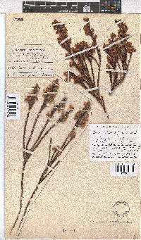 Erica dianthifolia image