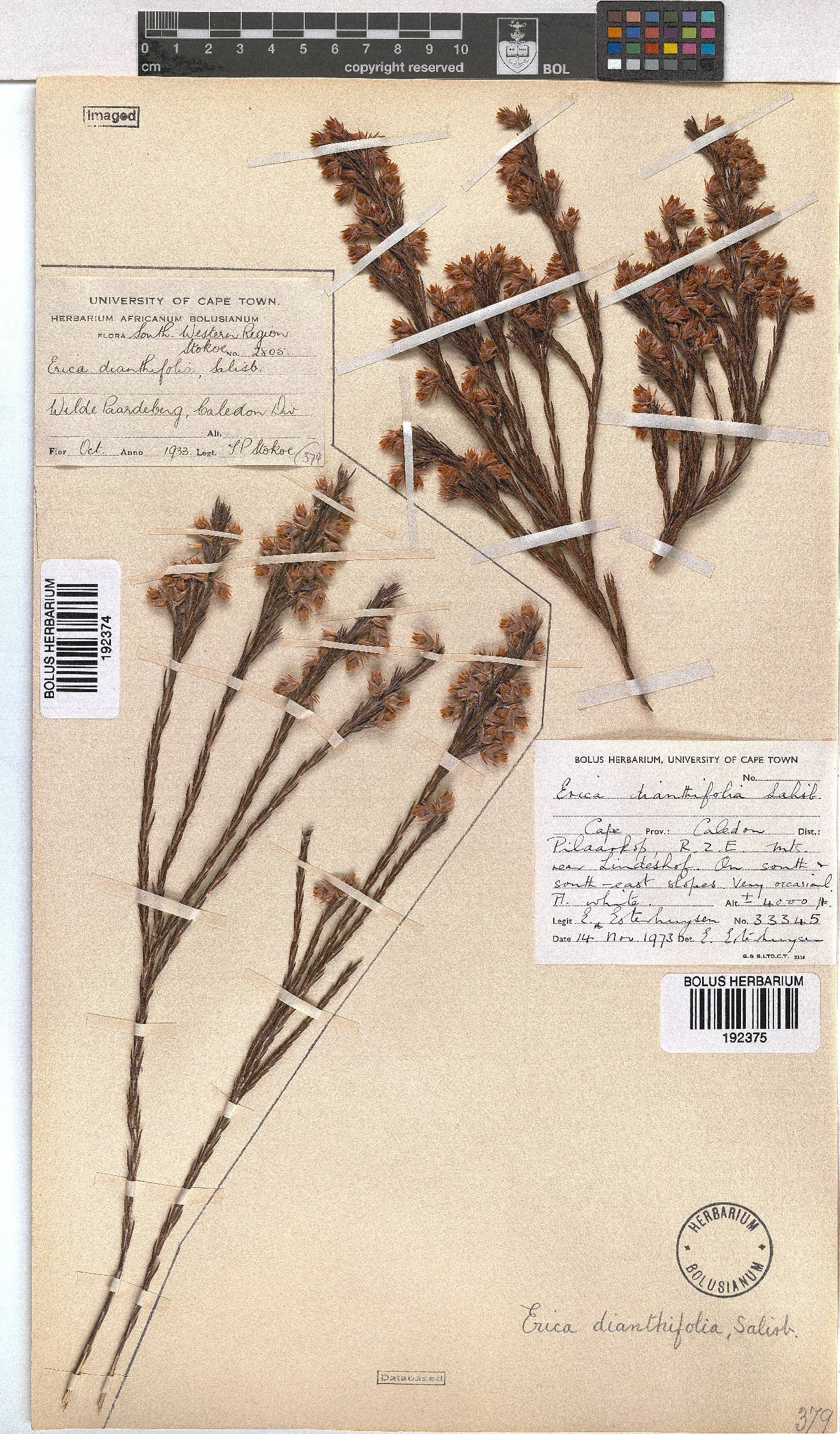 Erica dianthifolia image