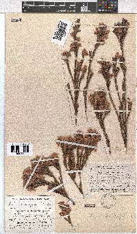 Erica dianthifolia image