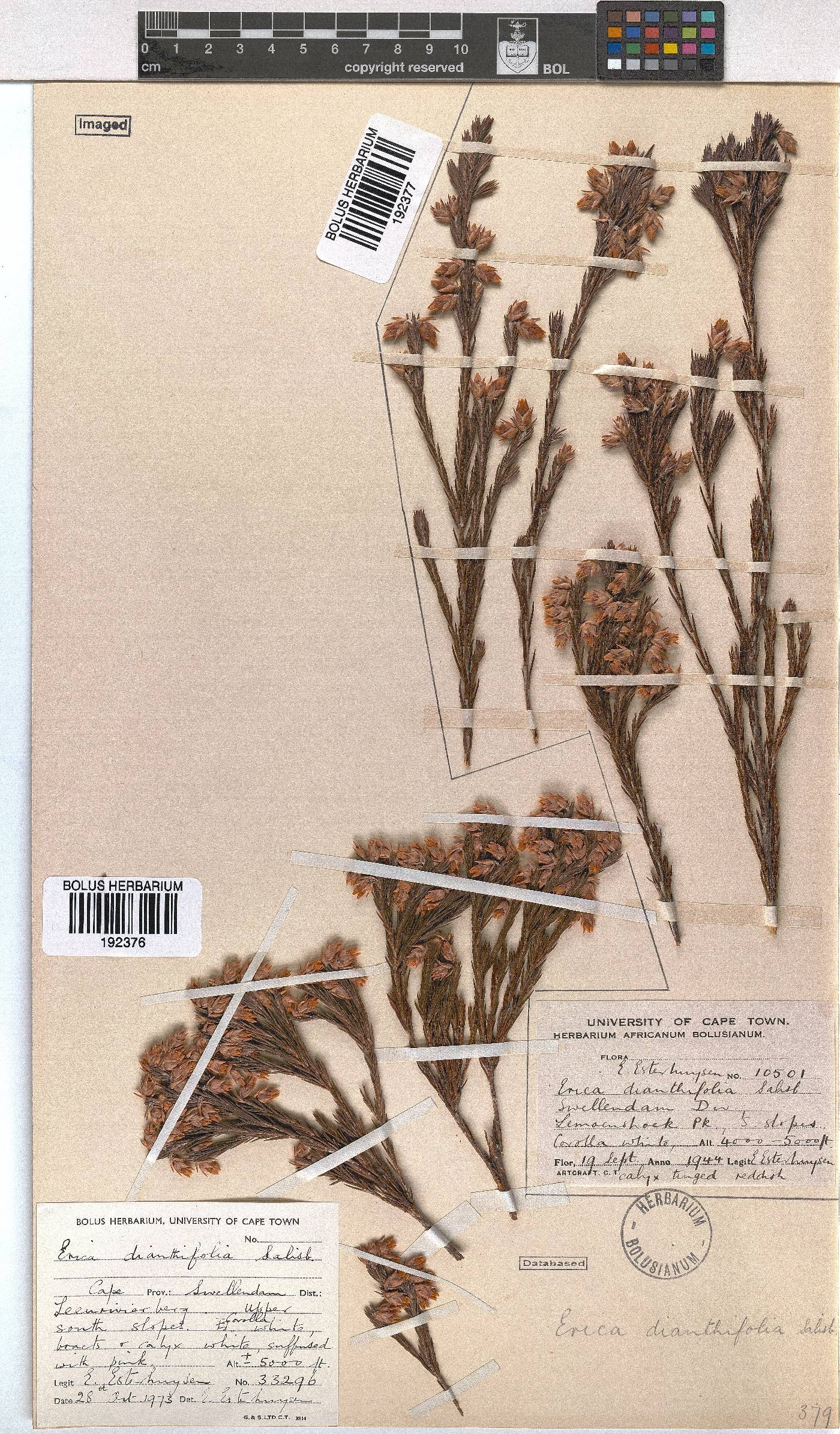 Erica dianthifolia image