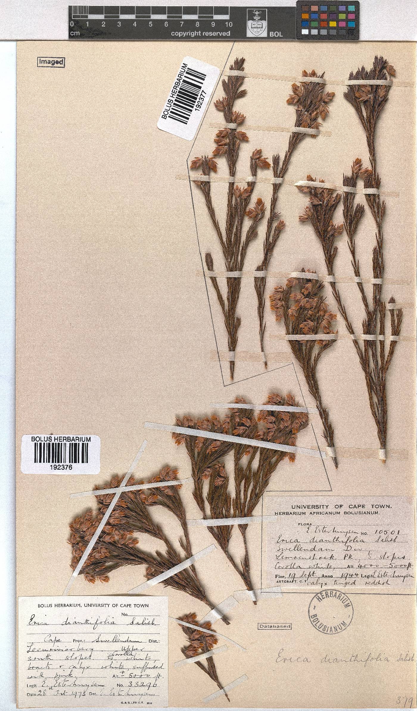 Erica dianthifolia image