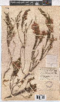 Erica borboniifolia image