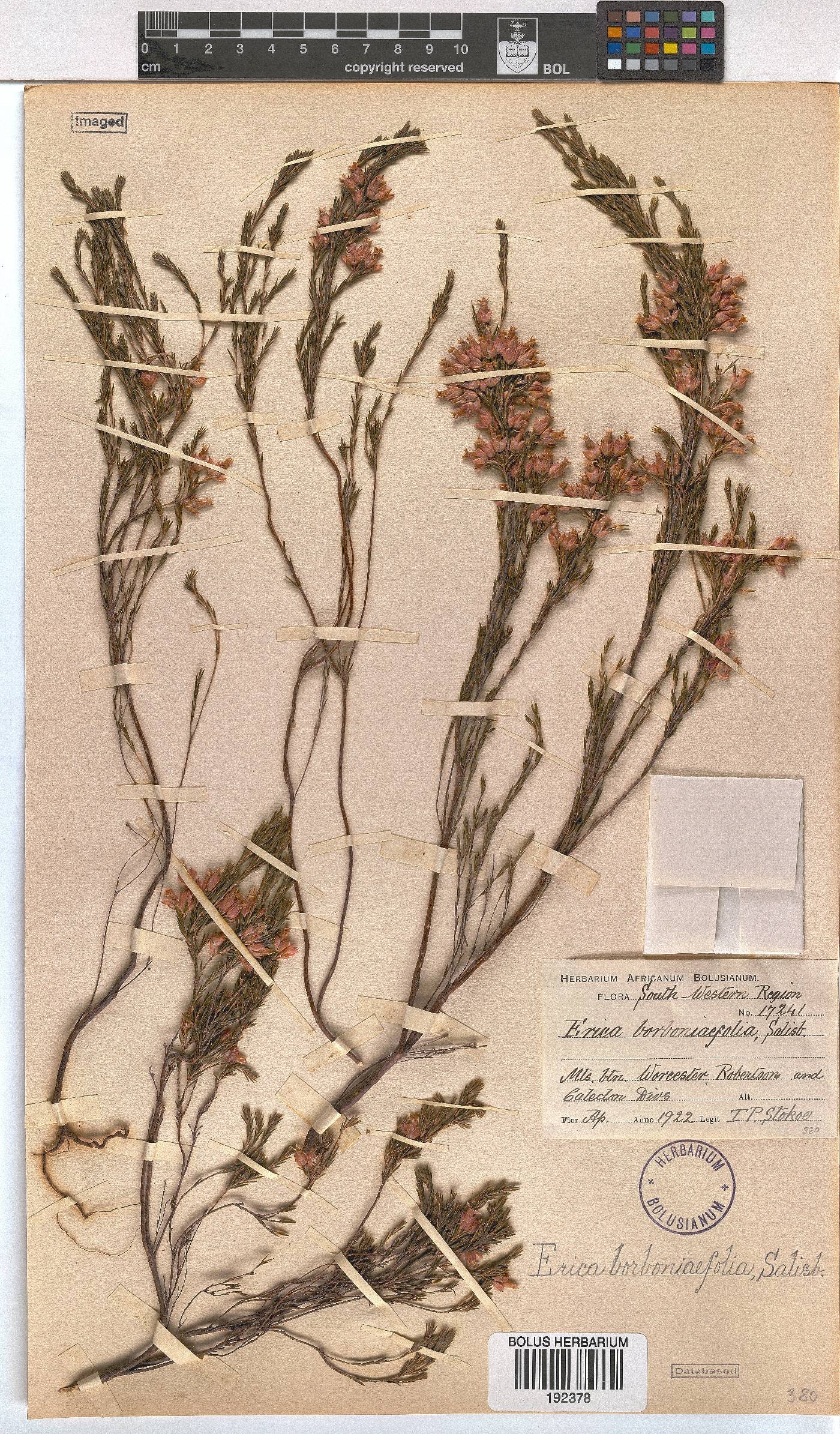 Erica borboniifolia image