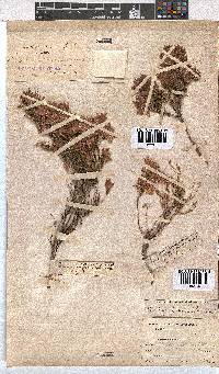 Erica borboniifolia image