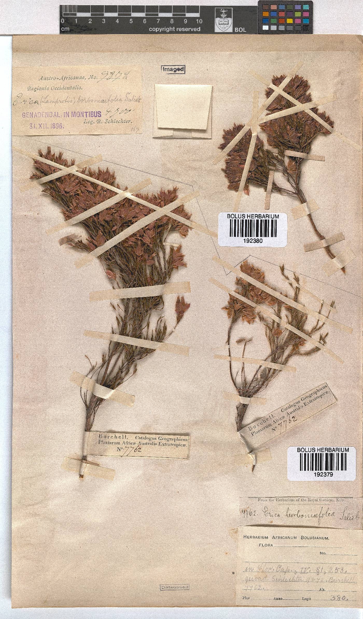 Erica borboniifolia image