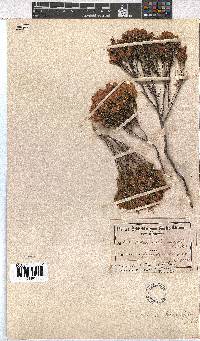 Erica borboniifolia image