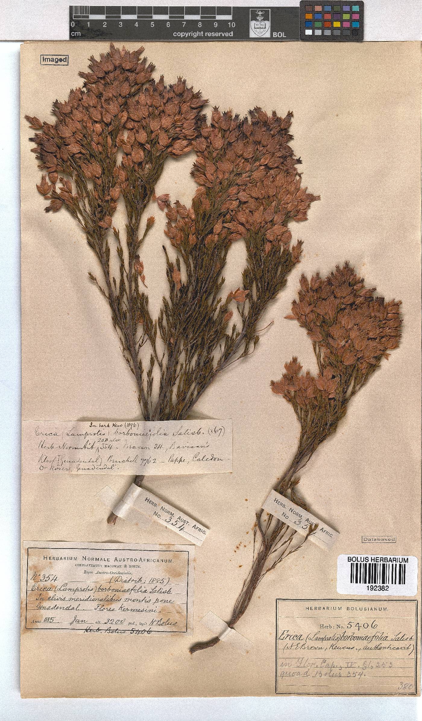 Erica borboniifolia image