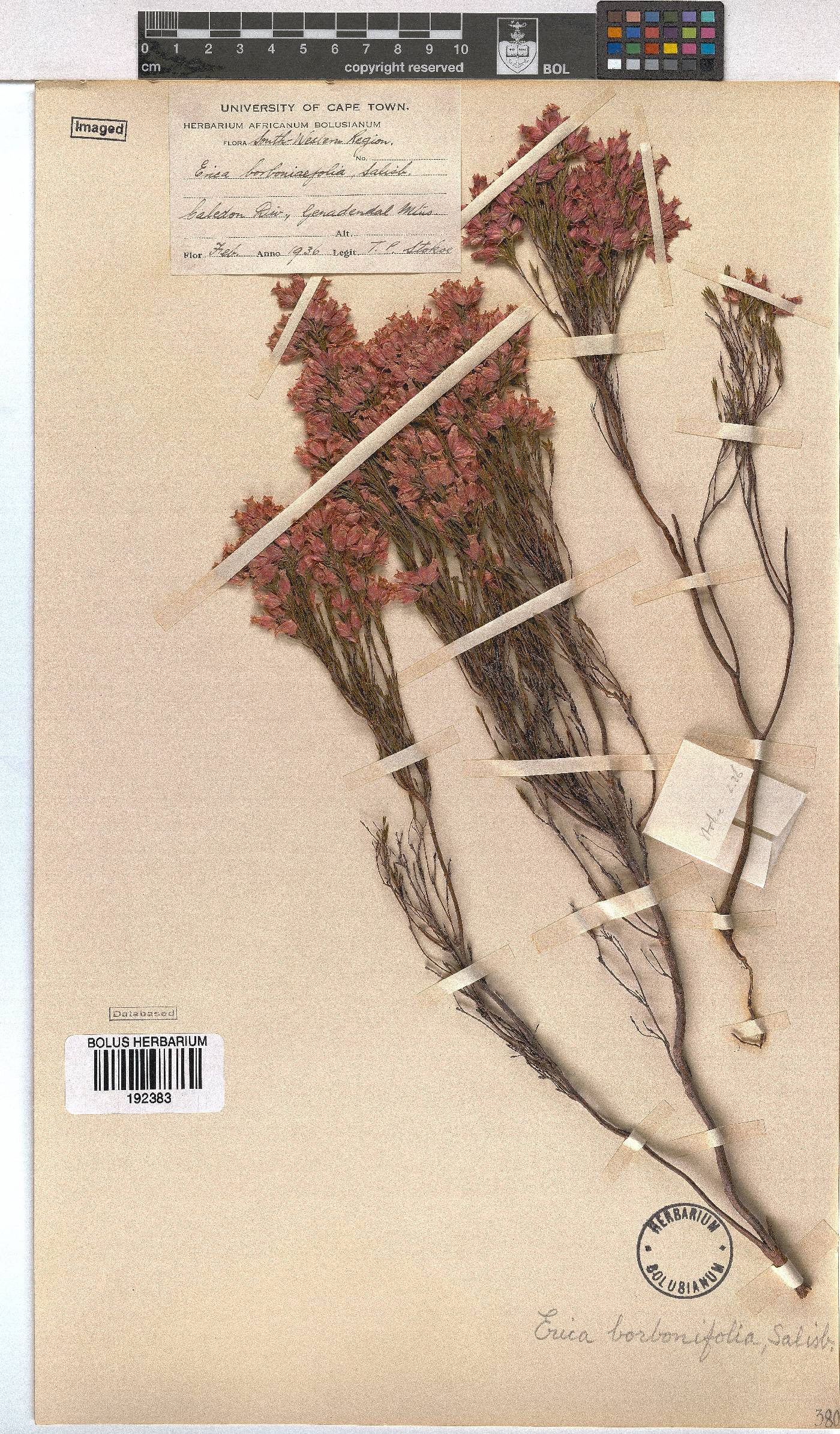 Erica borboniifolia image