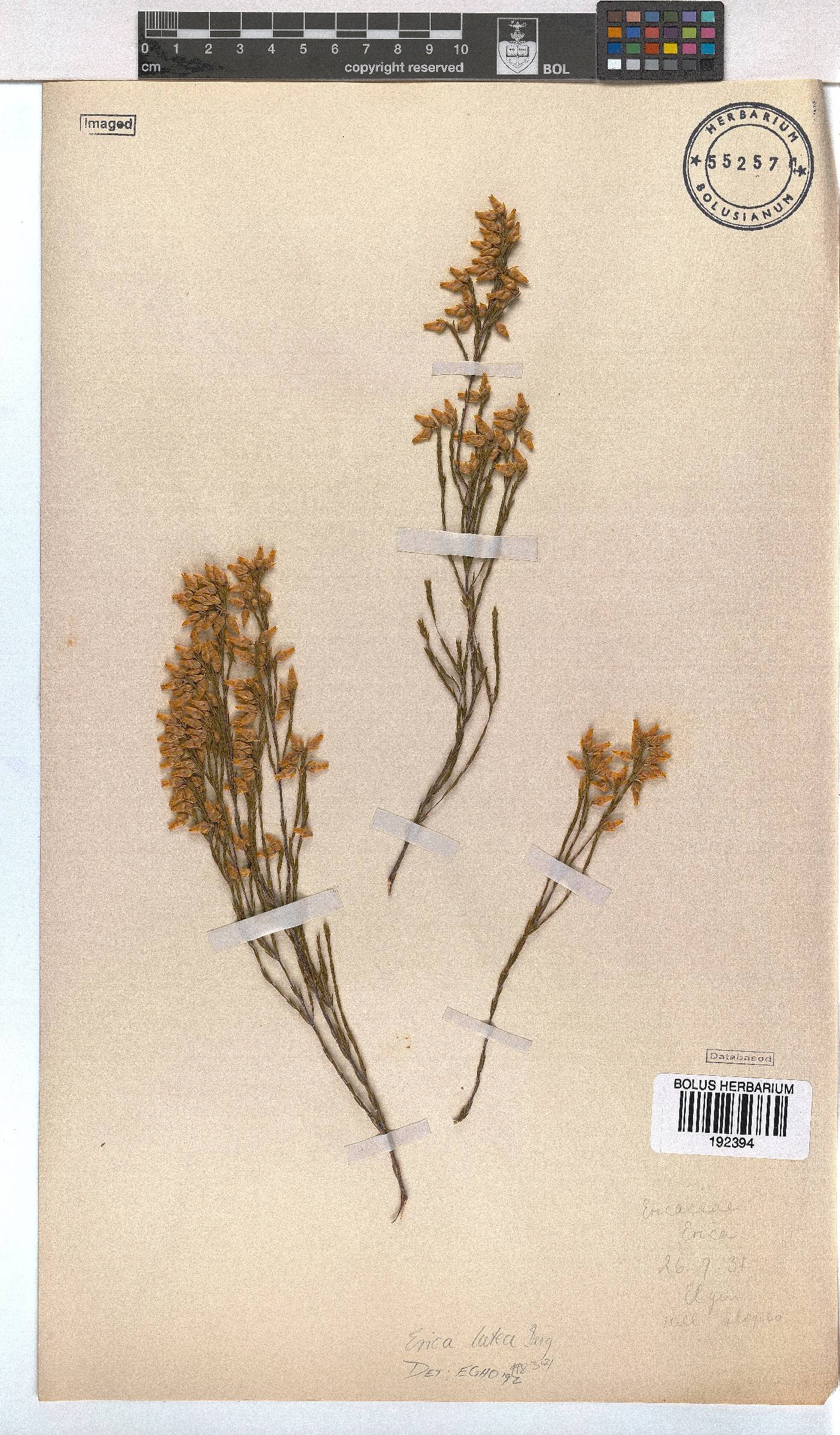 Erica lutea image