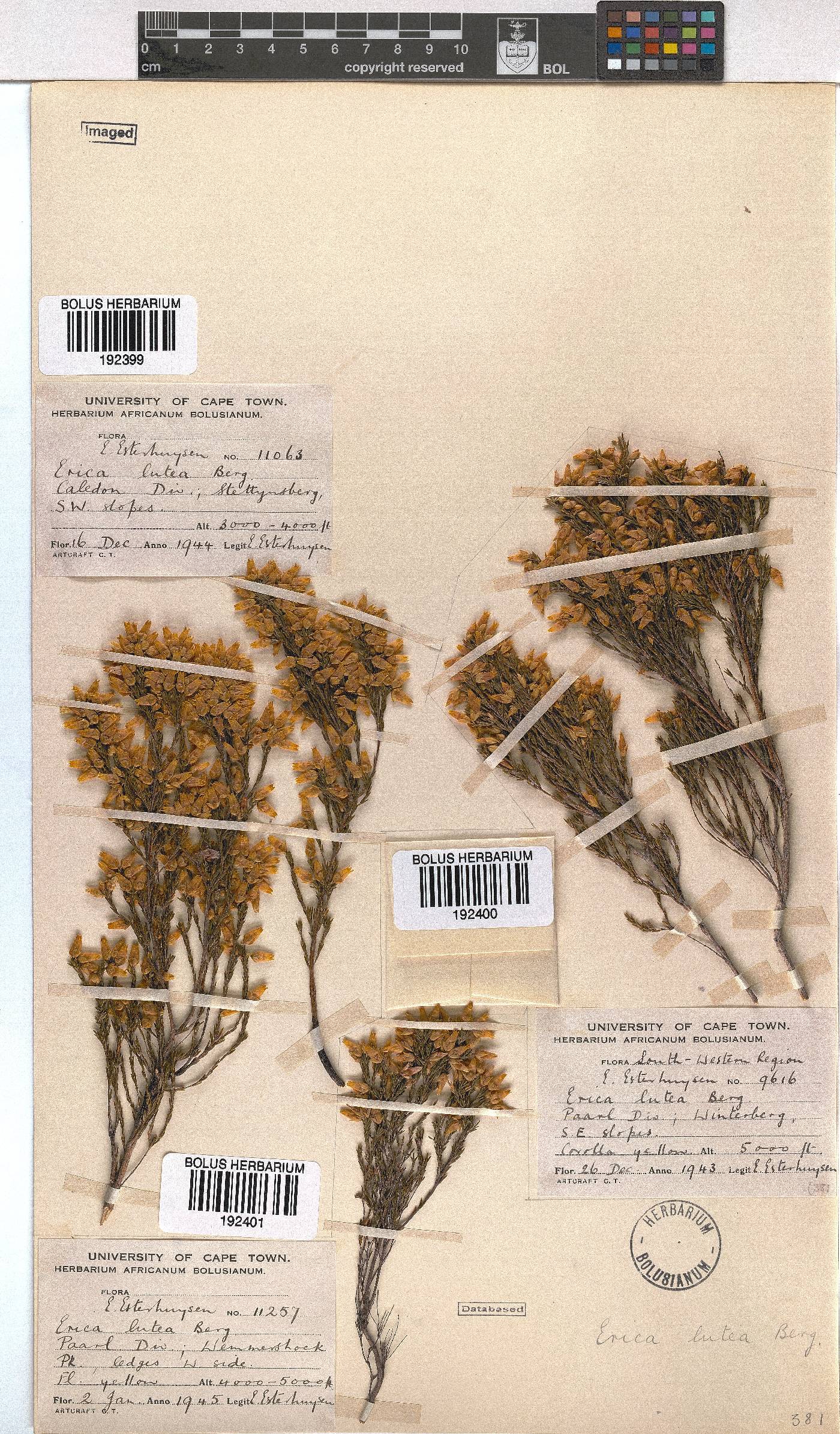 Erica lutea image