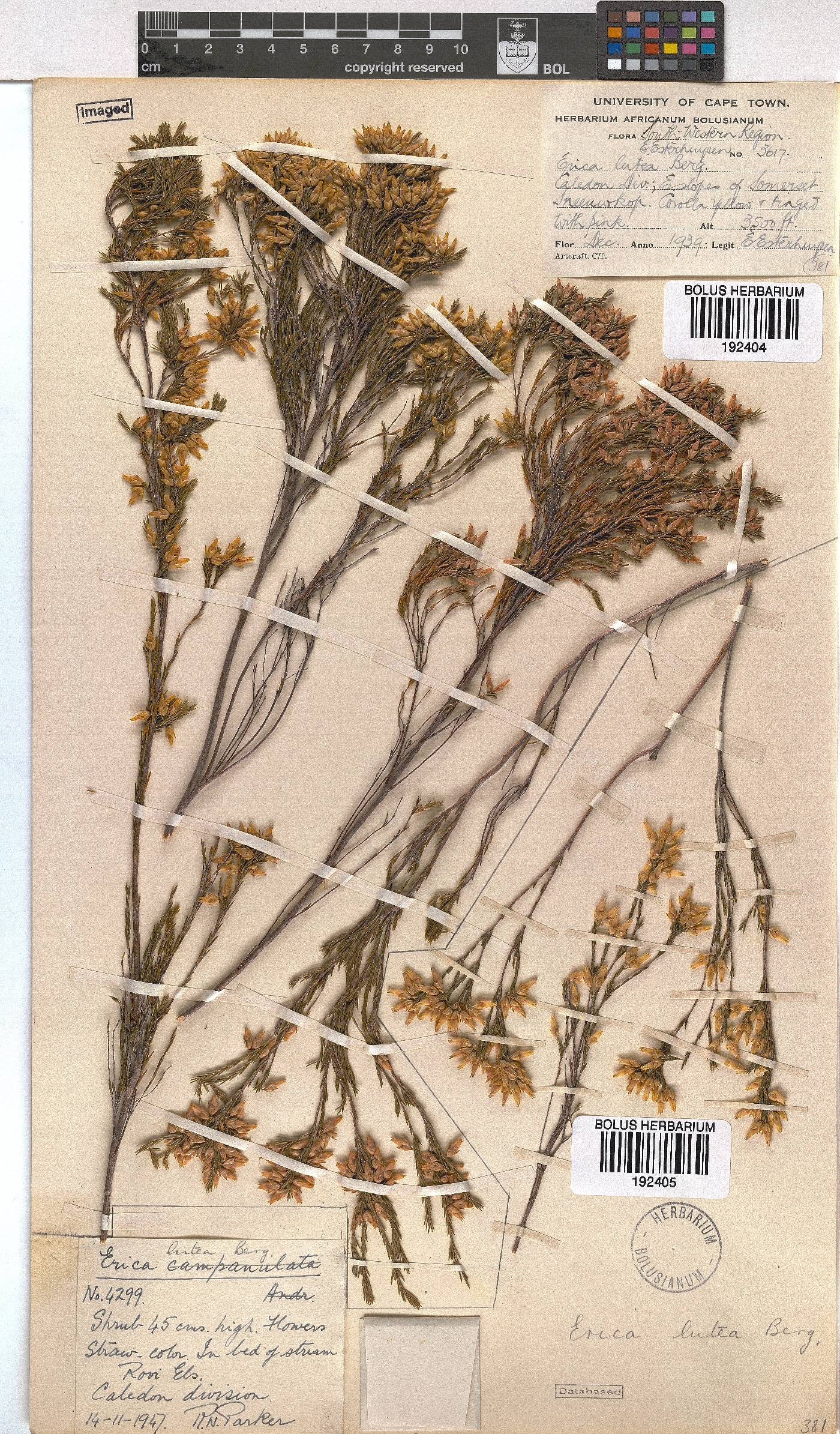 Erica lutea image