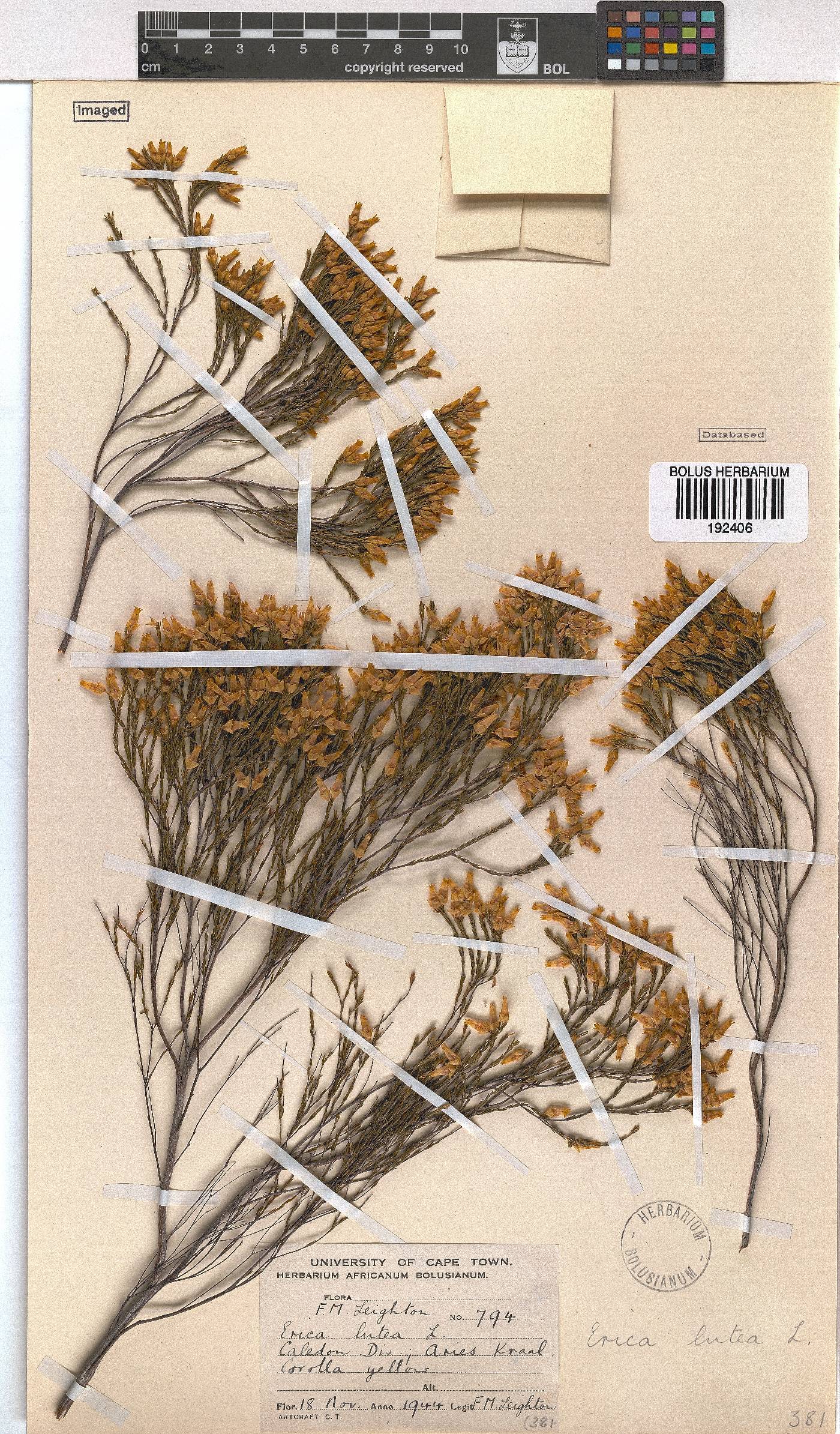 Erica lutea image