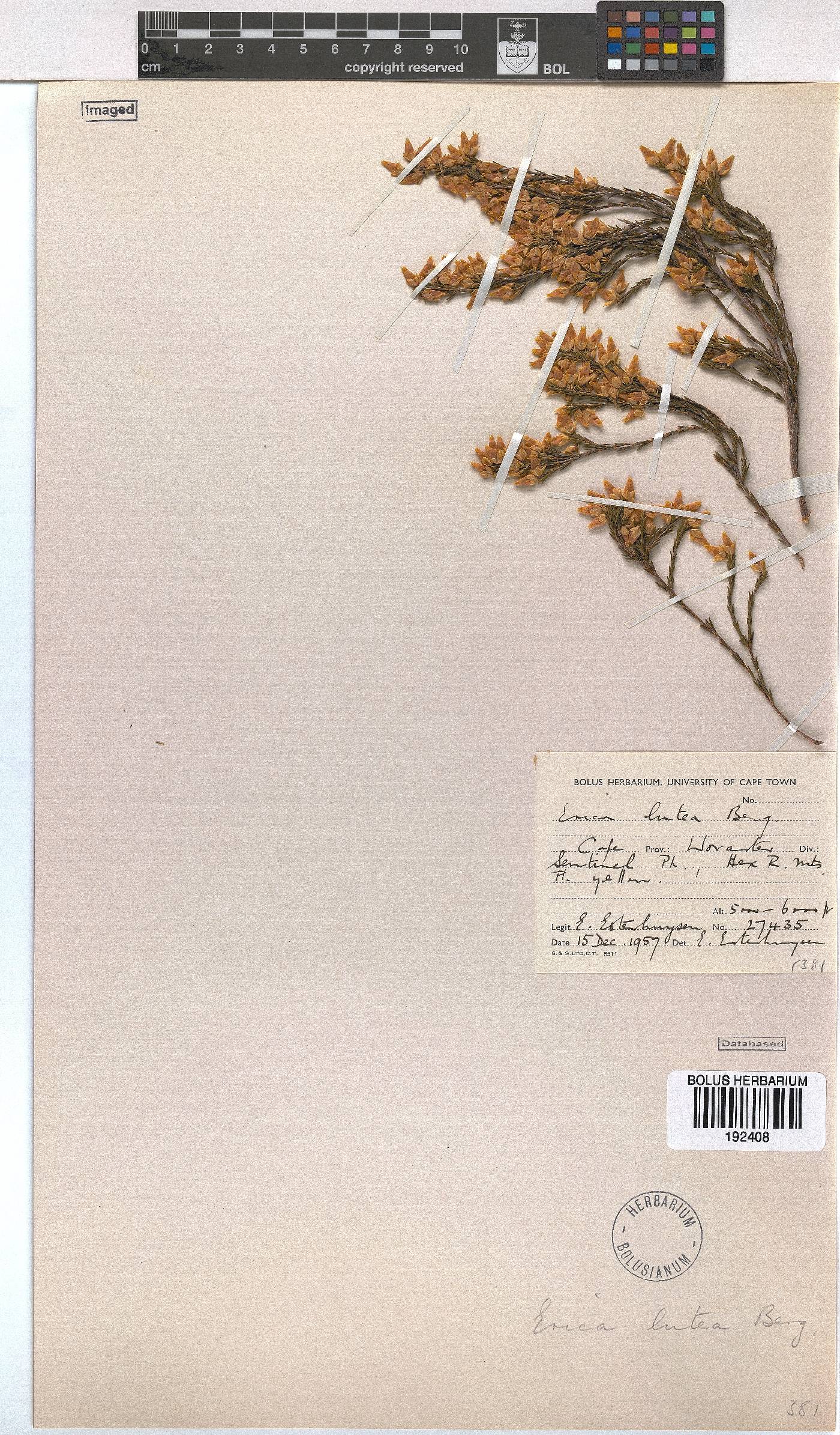 Erica lutea image