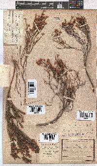 Erica tenuifolia image