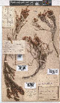 Erica tenuifolia image