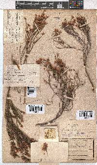 Erica tenuifolia image