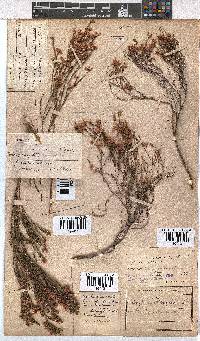 Erica tenuifolia image