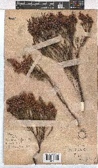 Erica tenuifolia image