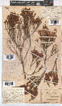 Erica tenuifolia image