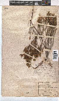 Erica tenuifolia image