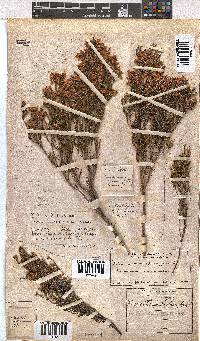 Erica tenuifolia image