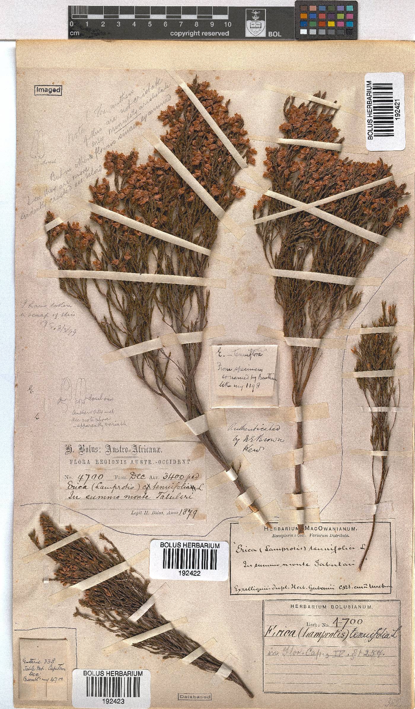 Erica tenuifolia image