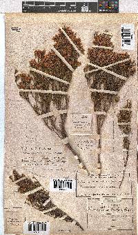 Erica tenuifolia image