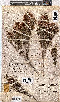 Erica tenuifolia image