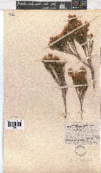 Erica tenuifolia image