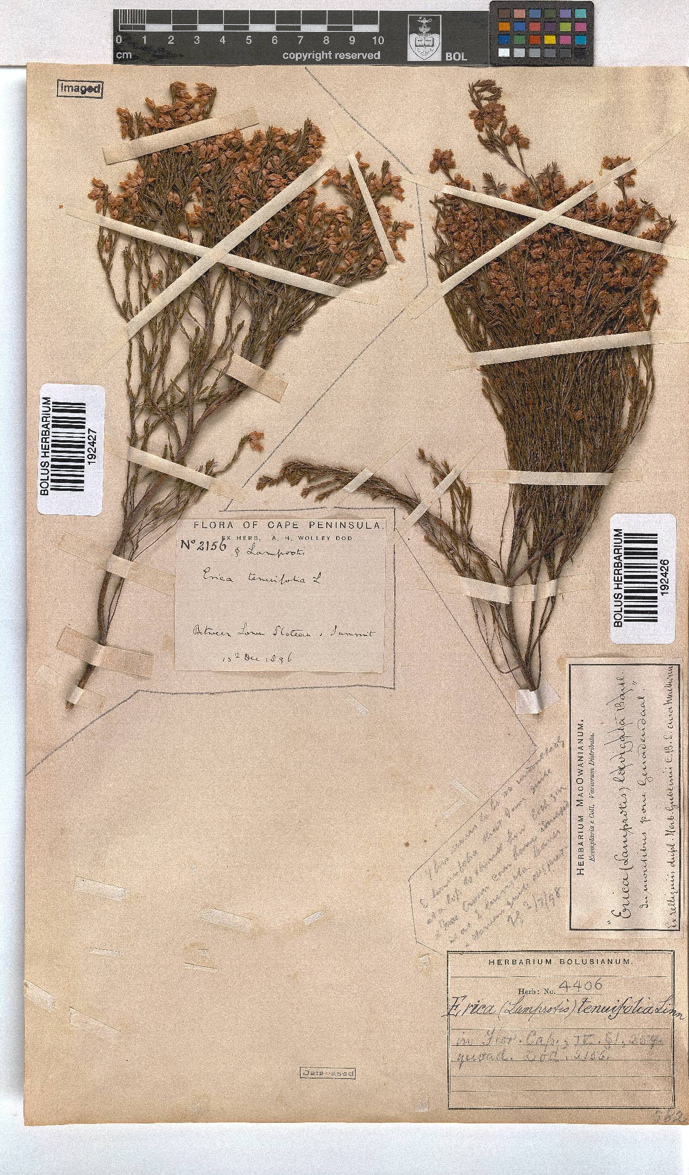 Erica tenuifolia image