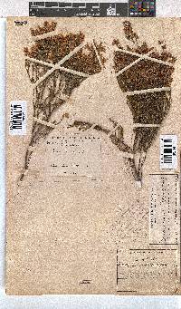 Erica tenuifolia image