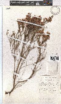 Erica tenuifolia image