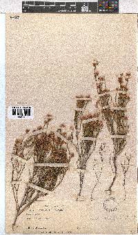 Erica tenuifolia image