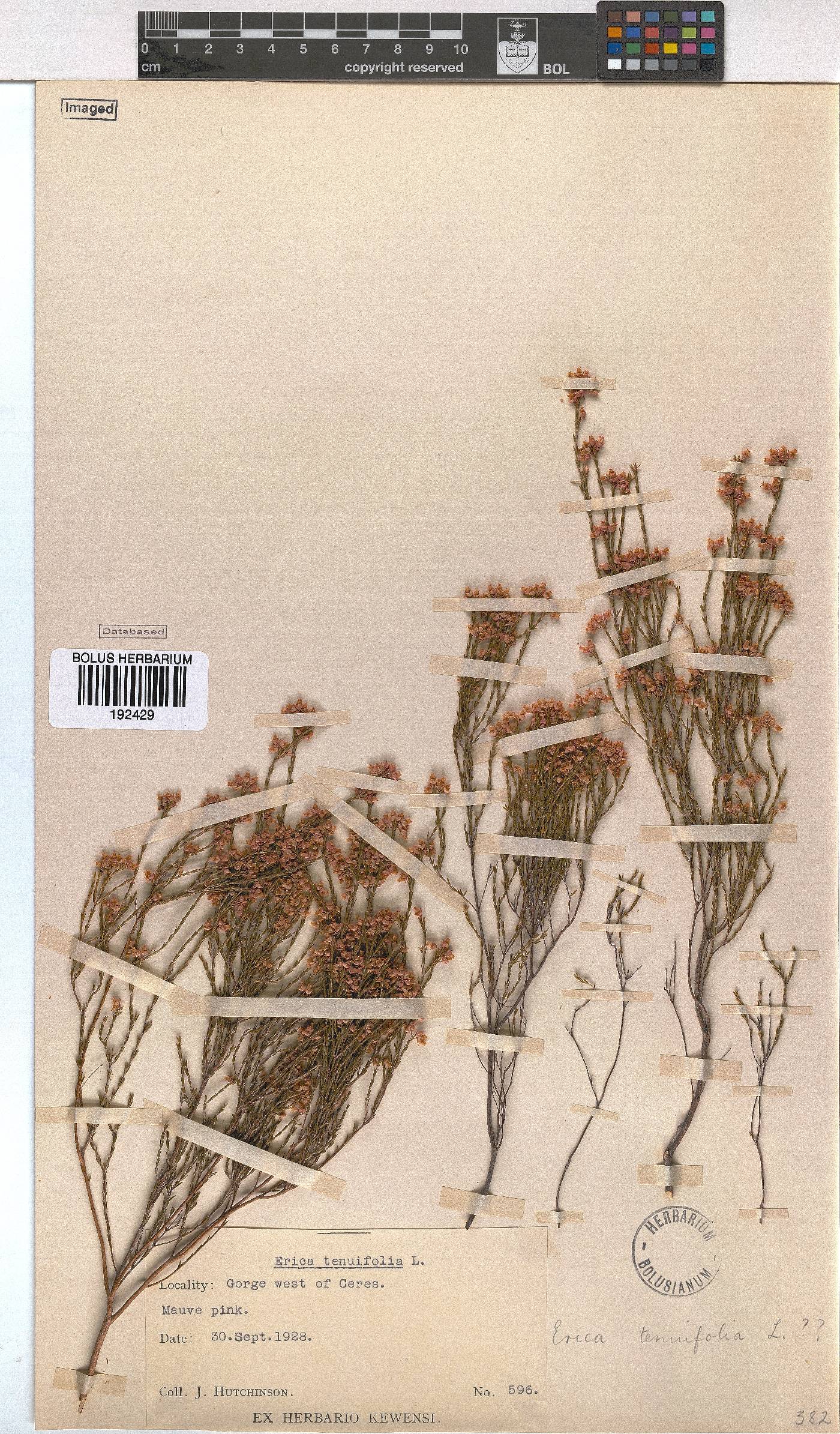 Erica tenuifolia image