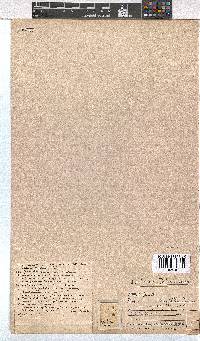 Erica tenuifolia image