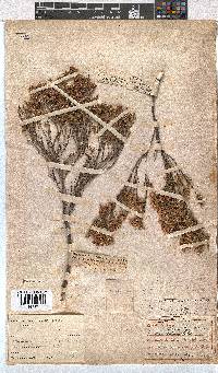 Erica tenuifolia image