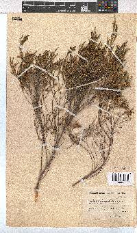 Erica tenuifolia image