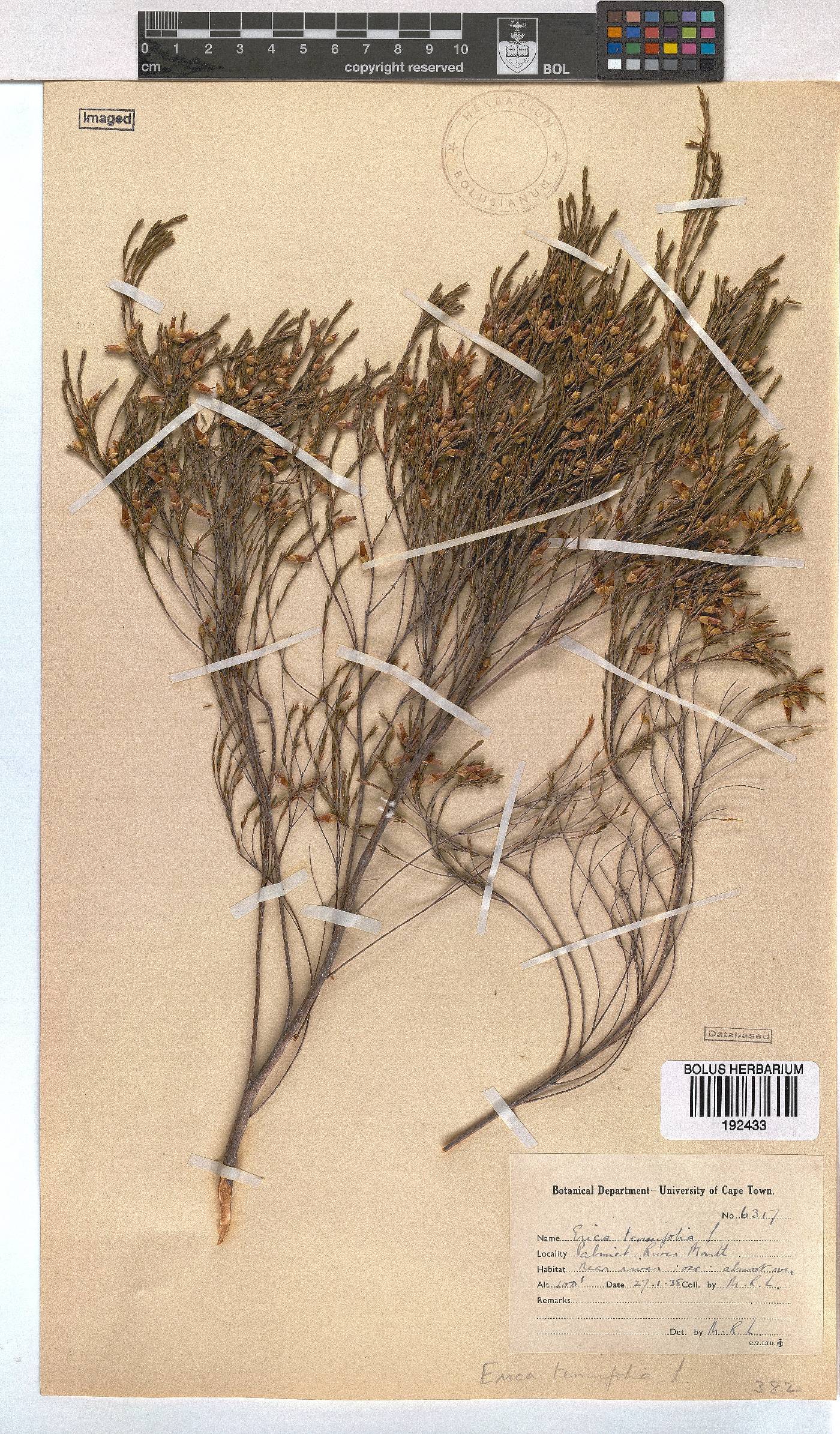 Erica tenuifolia image