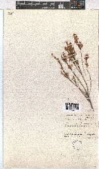 Erica tenuifolia image