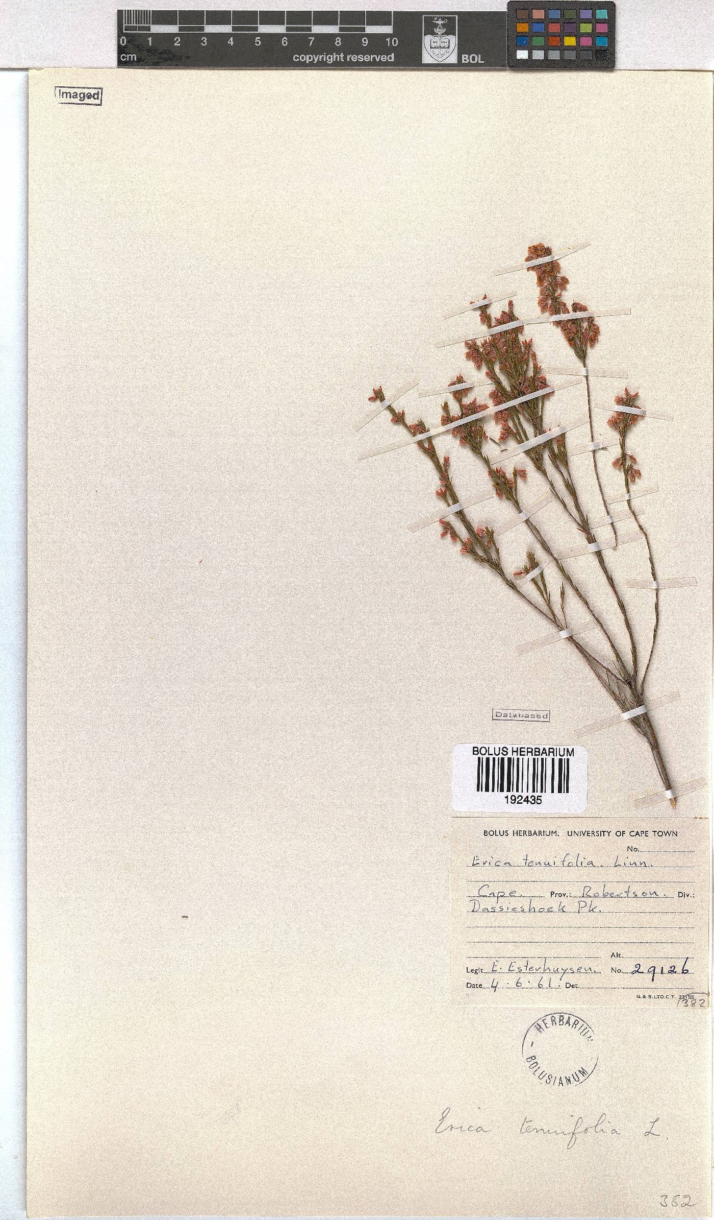 Erica tenuifolia image