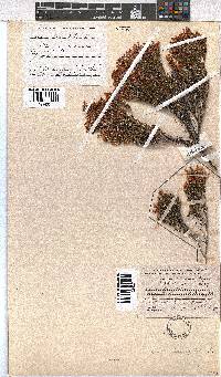 Erica tenuifolia image