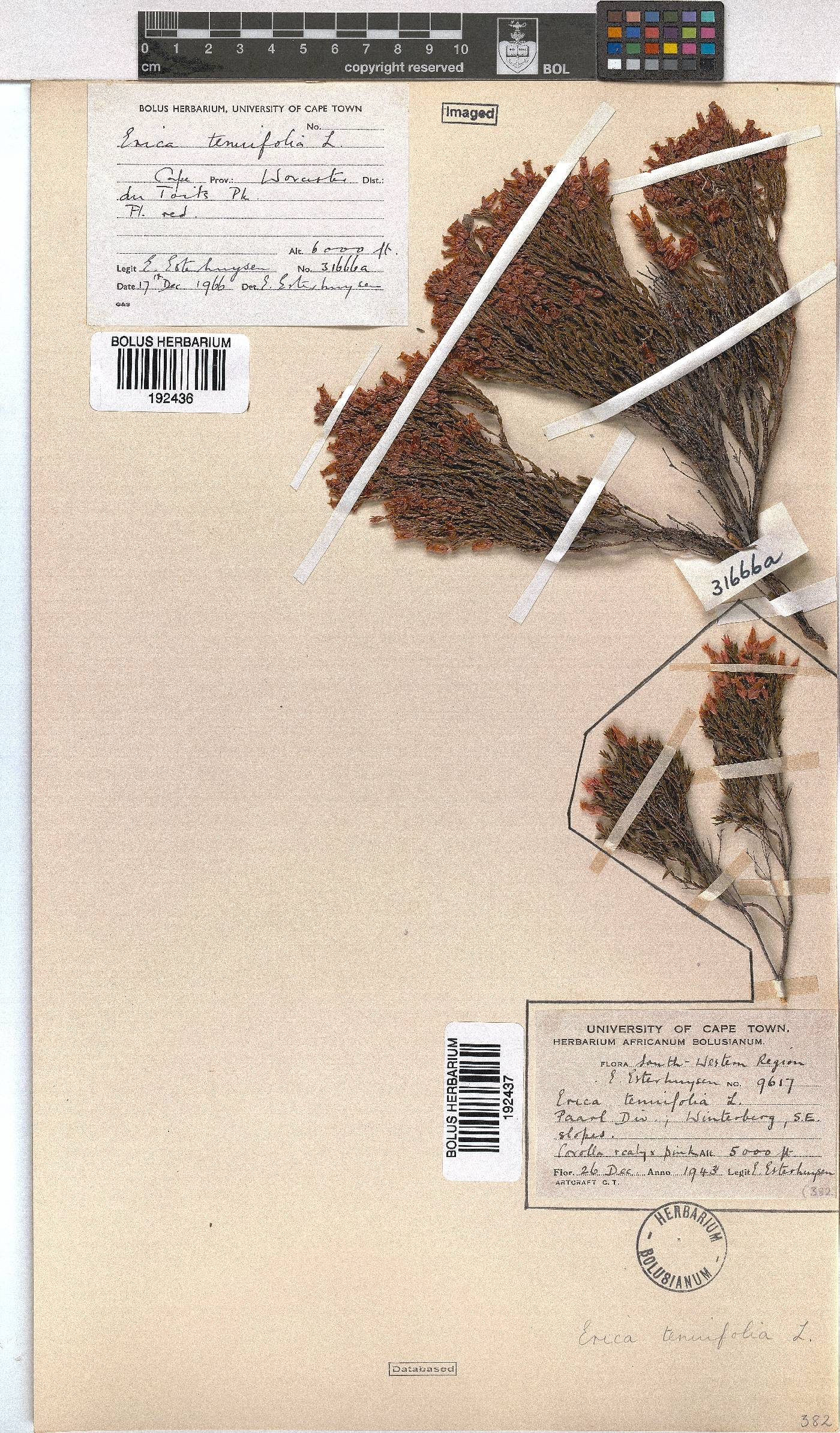 Erica tenuifolia image