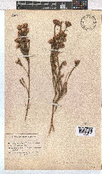 Erica bracteolaris image